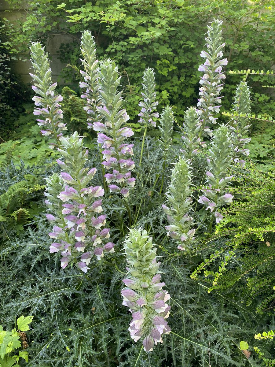 G27Marco's tweet image. Suite de l’ #acanthe show et du #calla show ce matin au #jardin! #plante #fleur #nature #botanique