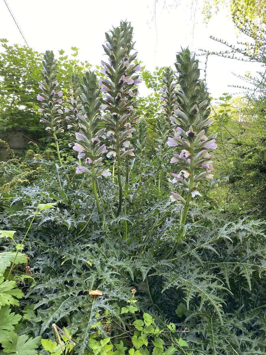 G27Marco's tweet image. Suite de l’ #acanthe show et du #calla show ce matin au #jardin! #plante #fleur #nature #botanique