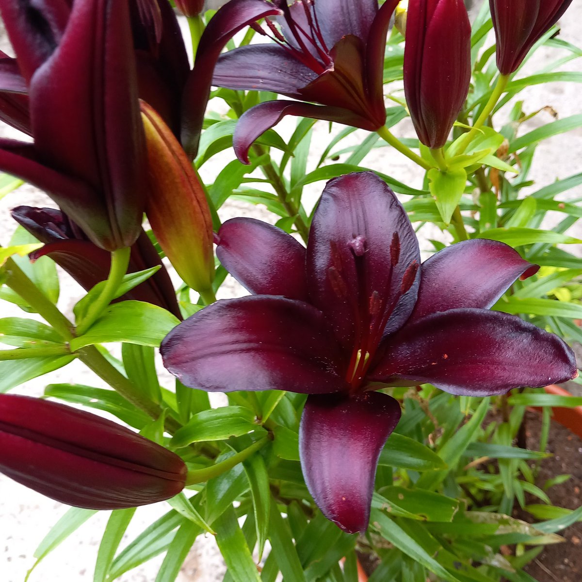 Lily, Asiatic Ice Chocolade in the garden. 🌿