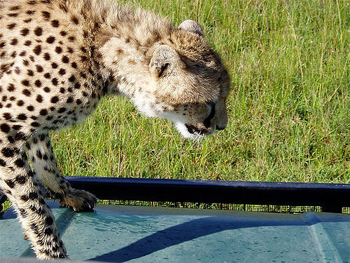 Hourly Cheetahs tweet media
