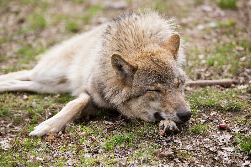 HourlyWolves presents: