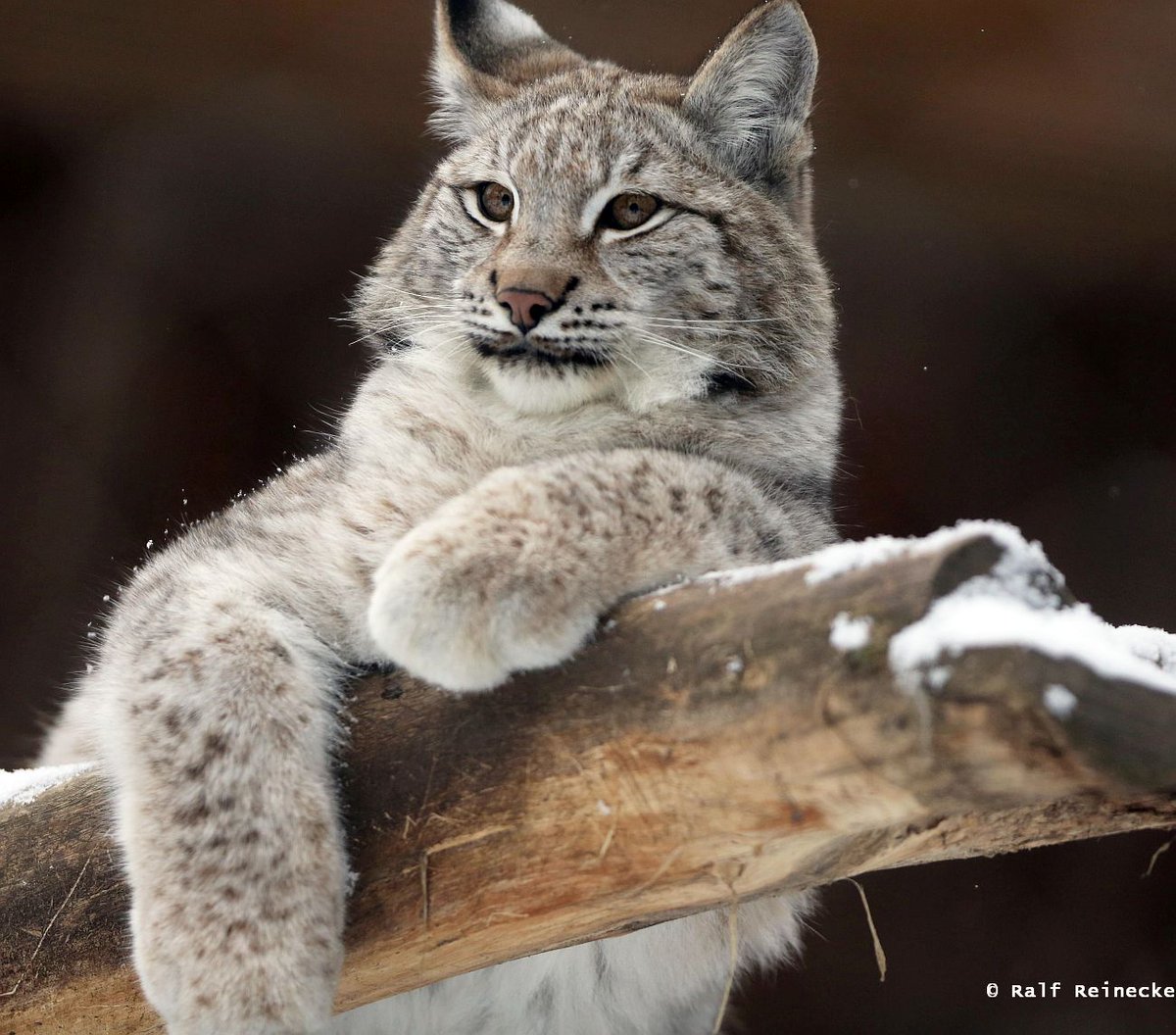 HourlyLynxes presents: