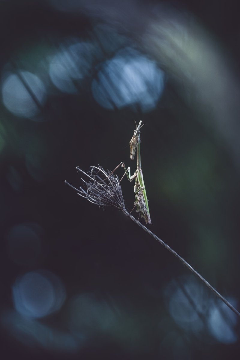 Opie_insectes's tweet photo. Empuse - Lydie BREADA  | La connaissance passe par l'émerveillement ! ✨
Envoyez-nous vos photos d'insectes identifiés, en France métropolitaine avec votre nom à l'adresse : communication@insectes.org
#insecte #photo #empuse https://t.co/AxzuSYbhJc