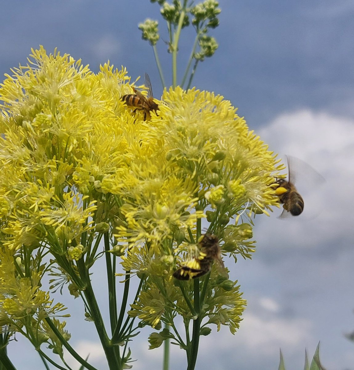 PlantPref's tweet photo. Bees loving Thalictrum flavum ssp glaucum.
#thalictrum #thalictrumflavum #thalictrumflavumsspglaucum #paleyellowflowers #tallplants #insectfriendly
#peatfree
#plantsforsale #mailorderplants https://t.co/ICebmdZqKn