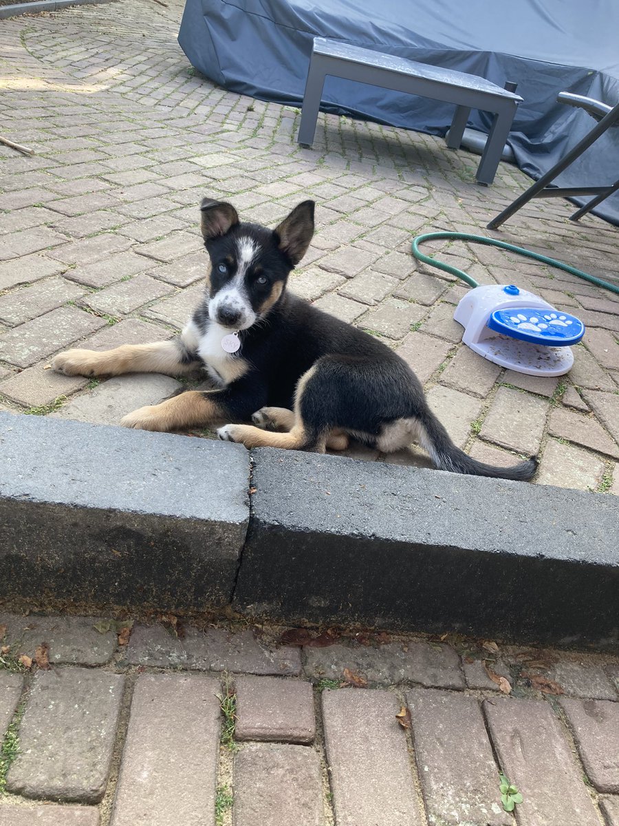 ProRealTrader's tweet image. Nieuw maatje