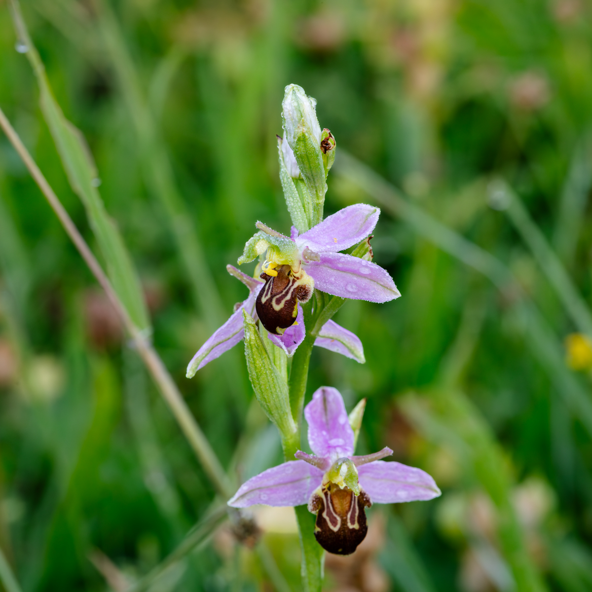 Bee Orchid, seen this morning at Taskers Meadow, Warwickshire.
#FlowersOnFriday #WildFlowers #WildFlowerHour #30DaysWild