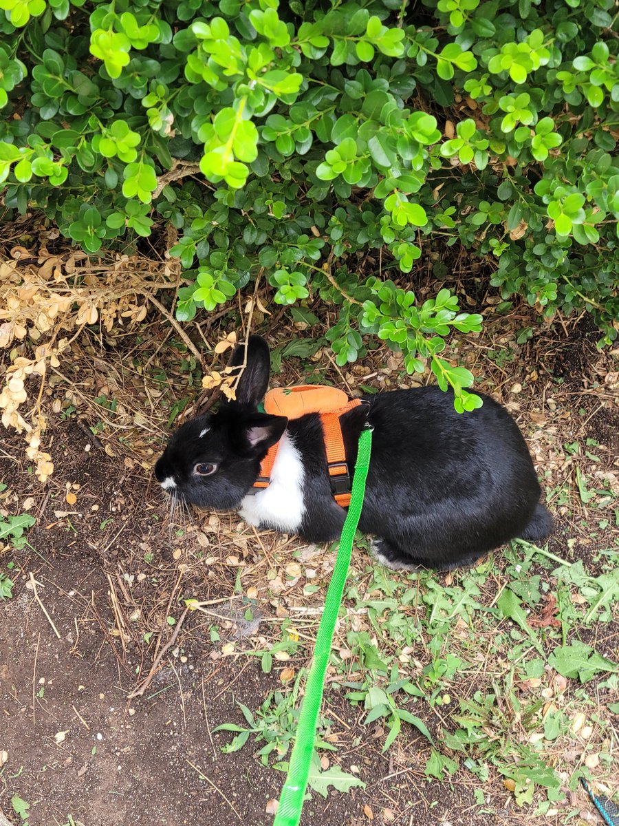 @MarkNarrations #PetText Morty the Bunny and his carrot backpack.