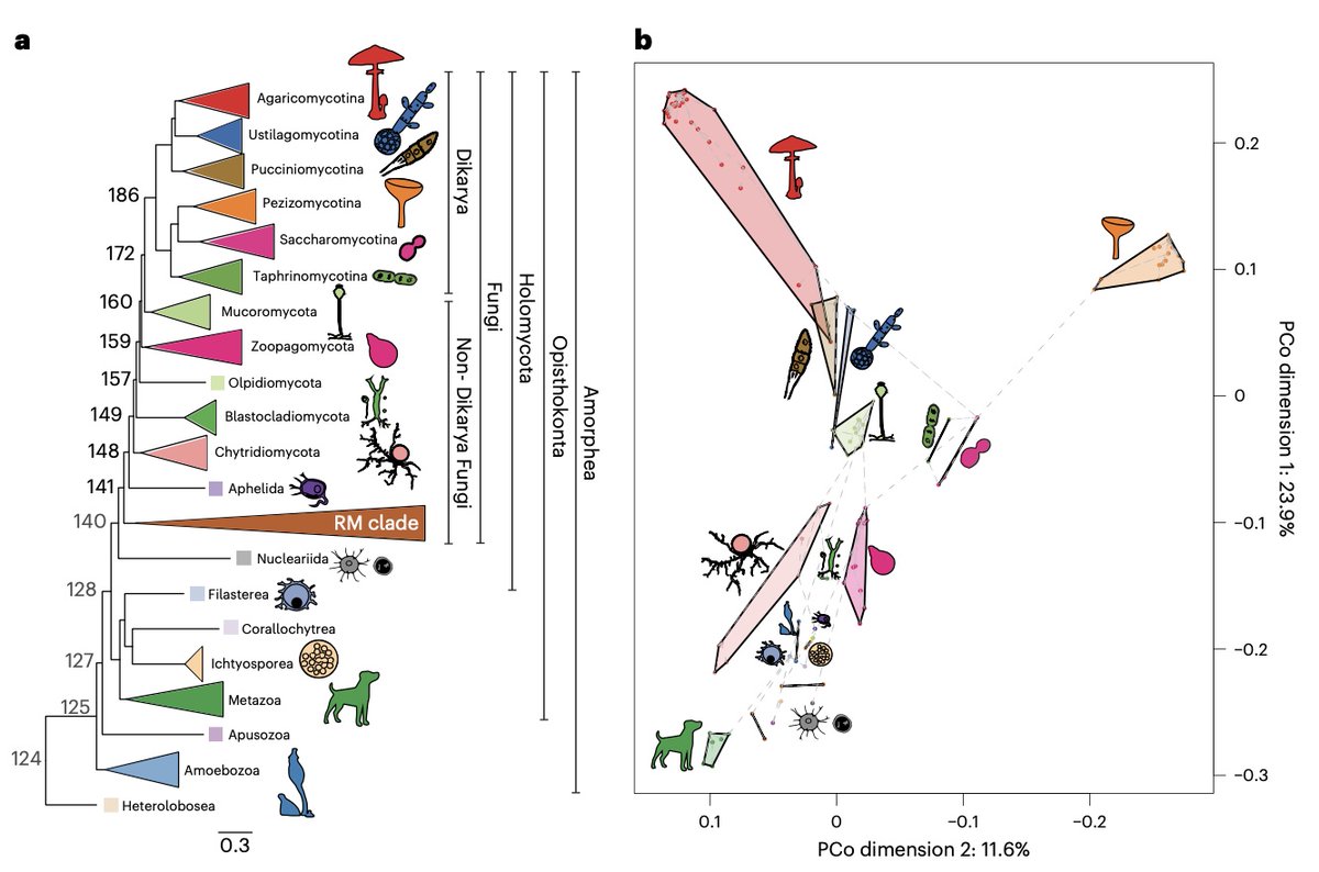 “Taxonomic” and “genomic fungi” are in mismatch; early diverging fungi closer to unicellular protists in gene content than to Dikarya. A chapter closed in our lab with this @NatureEcoEvo paper. #1000FungalGenomes Project. Thread, 1/n.
rdcu.be/dfbNL