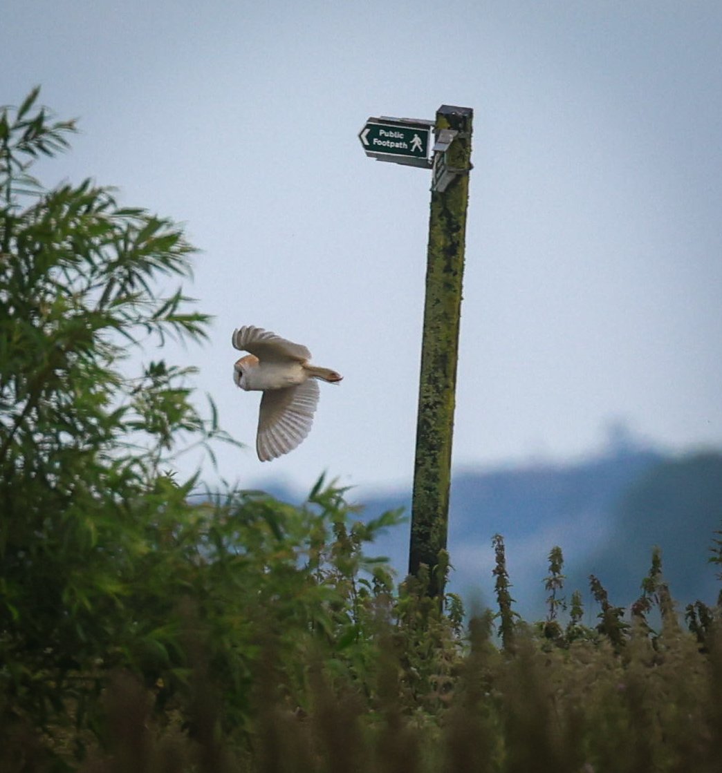 #fingerpostfriday #Barnowl #owl #preston #lancashire