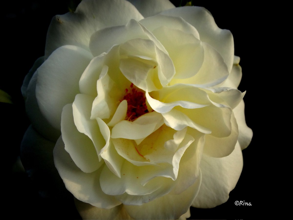 #GoodMorningTwitterWorld 
#flowersOnFriday #Flowers #Roses 
#Macrohour #ThePhotoHour