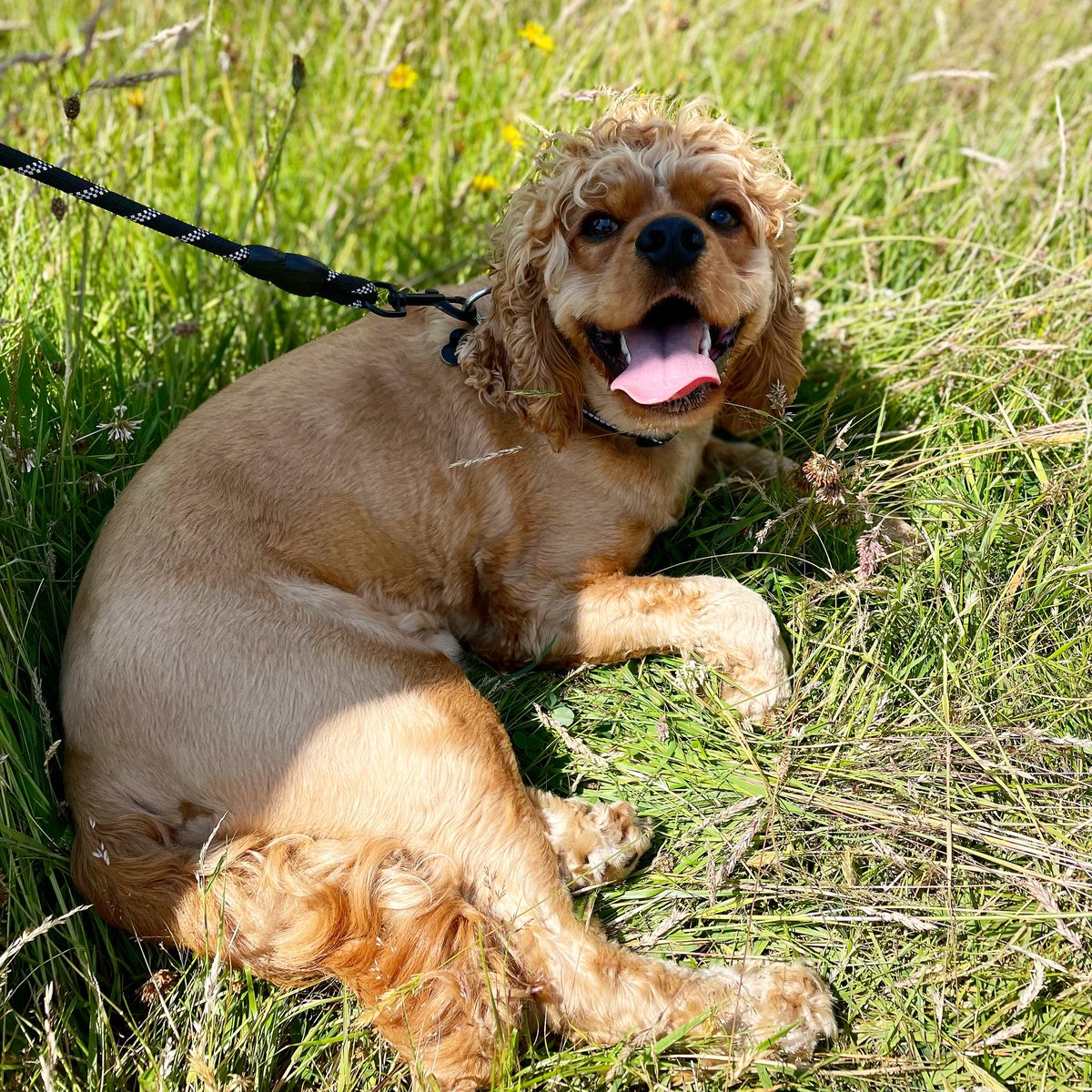 Unpredictable Reactivity 

Charlie the Cockerpoo. 

Charlie was re-homed by his family at 8 months old. They were struggling with him reacting to dogs, seemingly inconsistently. Making it difficult to know how a walk was going to go. 
…