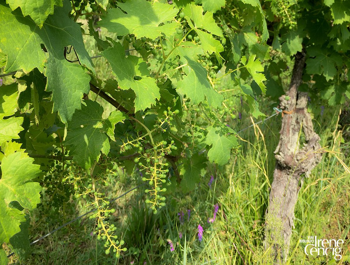 Borgodeisapori's tweet photo. E dopo la fioritura di qualche settimana fa, finalmente siamo alla fase dell'allegagione, con la formazione dei nuovi acini. 🍇
Ormai in men che non si dica sarà già tempo di vendemmia 😅

#vino #biologico #organicwine #winelover #vignaiola https://t.co/FsYXy4pdkN