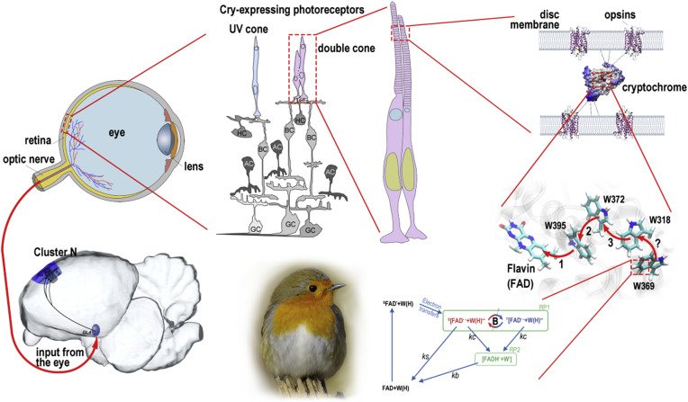 HarshSarvaiya15's tweet image. Did you know that quantum biology is challenging our understanding of how birds navigate?
Quantum effects in their eyes may help them &apos;see&apos; Earth&apos;s magnetic field. Nature never ceases to amaze!#QuantumBiology
#EnzymaticAlchemy
#birdnavigation