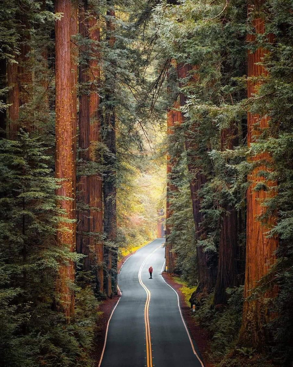 Muir Woods,National Monument, California(<3・~*gm 
   📷 Ryan Resatka