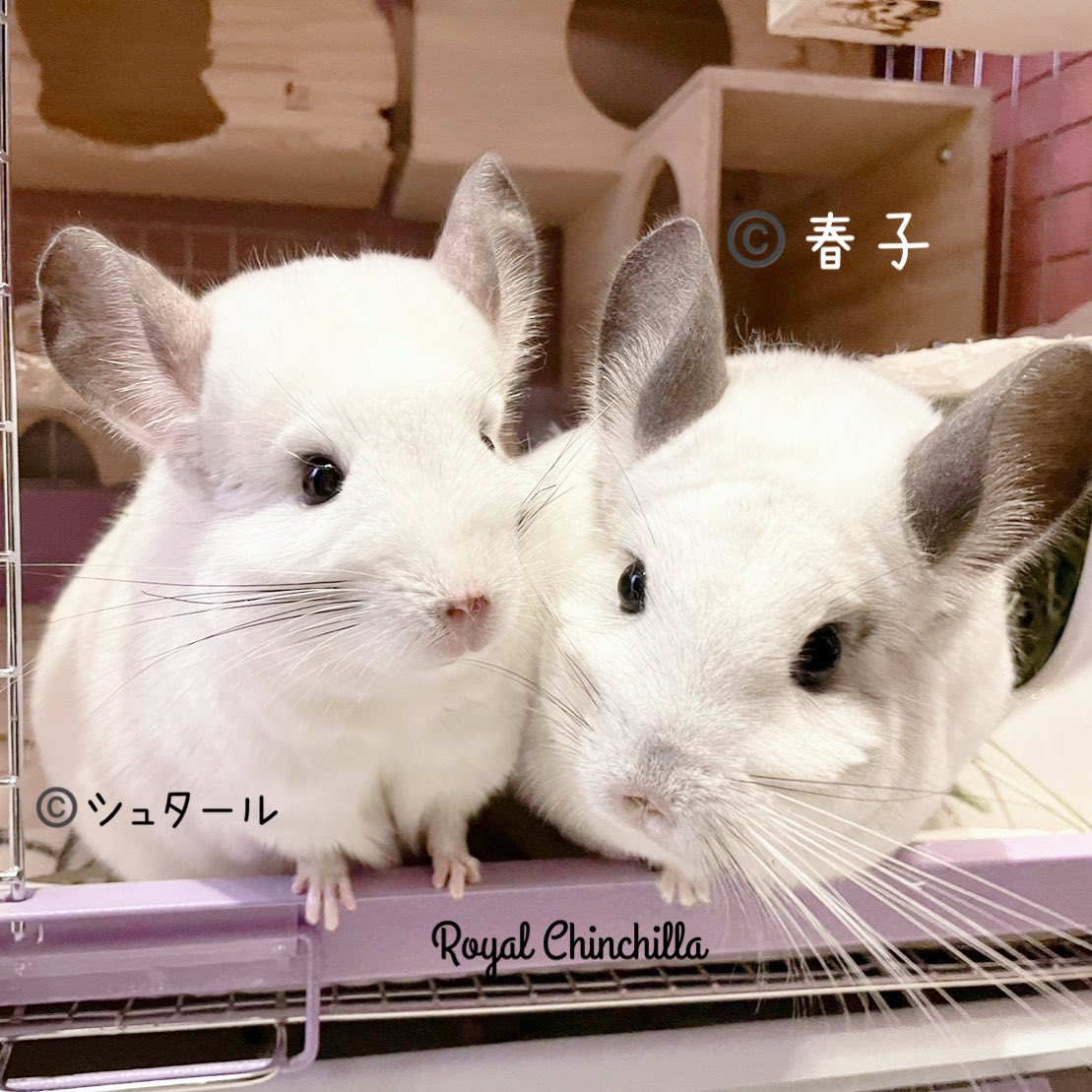 Royal Chinchilla(ロイヤルチンチラ) (@ChinchillaRoyal) / X