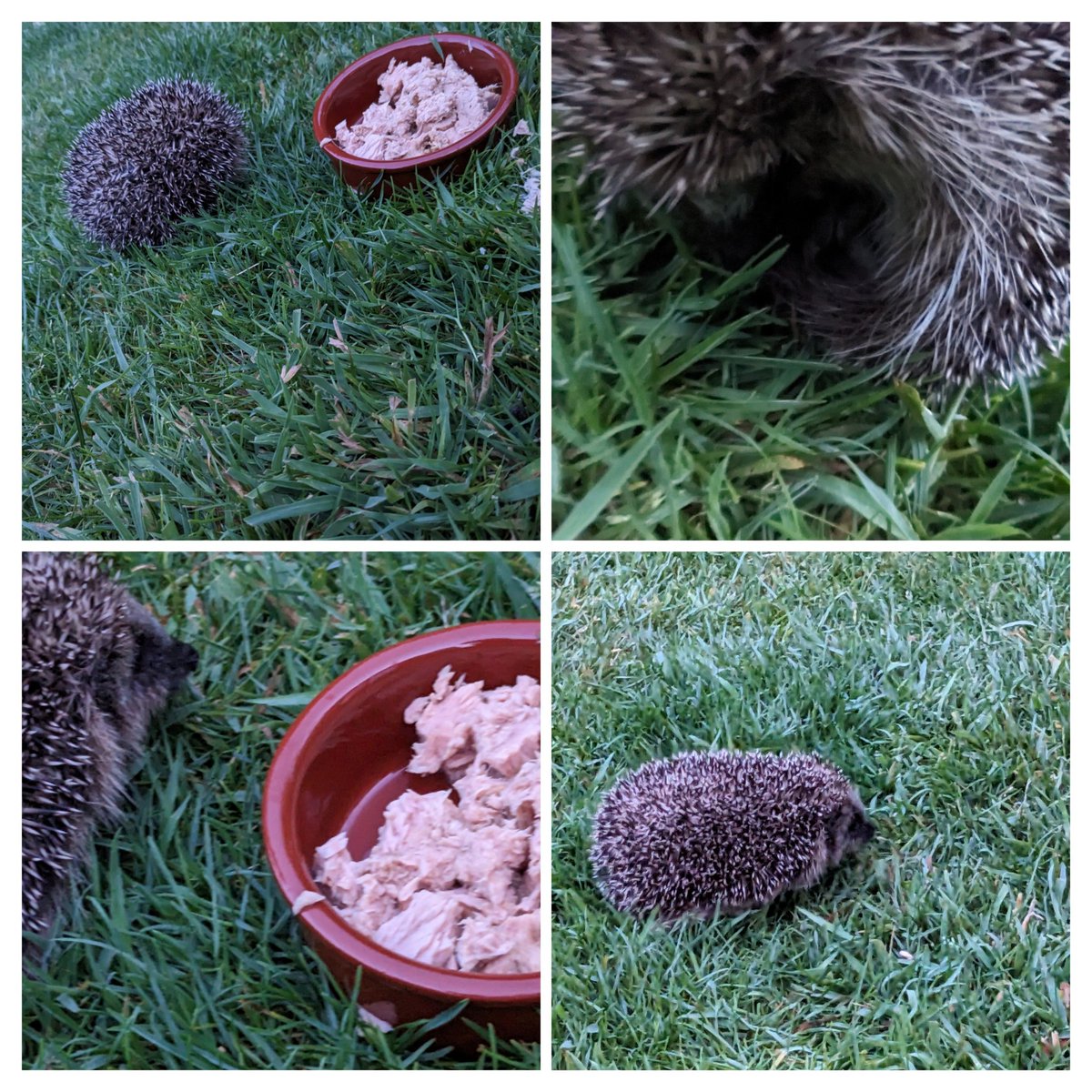 The Bee Team (@beekeepingkids) on Twitter photo Our new garden friend popped in for dinner again!
Leaving a gap in your fence so they can access a wide area, a 'less tidy' garden for cover & habitat for their food sources, clean water & of course not using pesticides or slug pellets will all help ๐ฆ #hedgehogs
<a href="/30DaysWild/">#30DaysWild from The Wildlife Trusts</a> Our new garden friend popped in for dinner again!
Leaving a gap in your fence so they can access a wide area, a 'less tidy' garden for cover & habitat for their food sources, clean water & of course not using pesticides or slug pellets will all help ๐ฆ #hedgehogs
<a href="/30DaysWild/">#30DaysWild from The Wildlife Trusts</a>