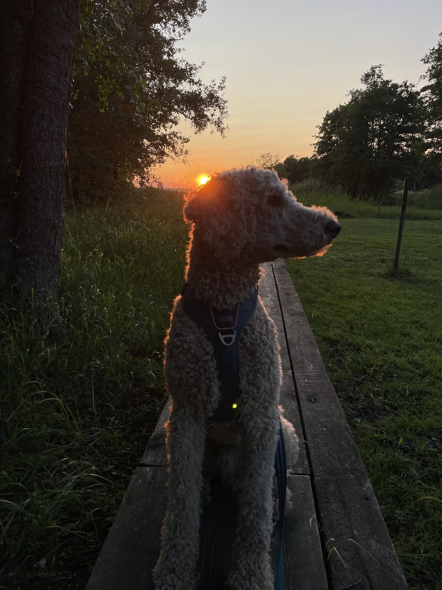 Peter Larsson tweet media