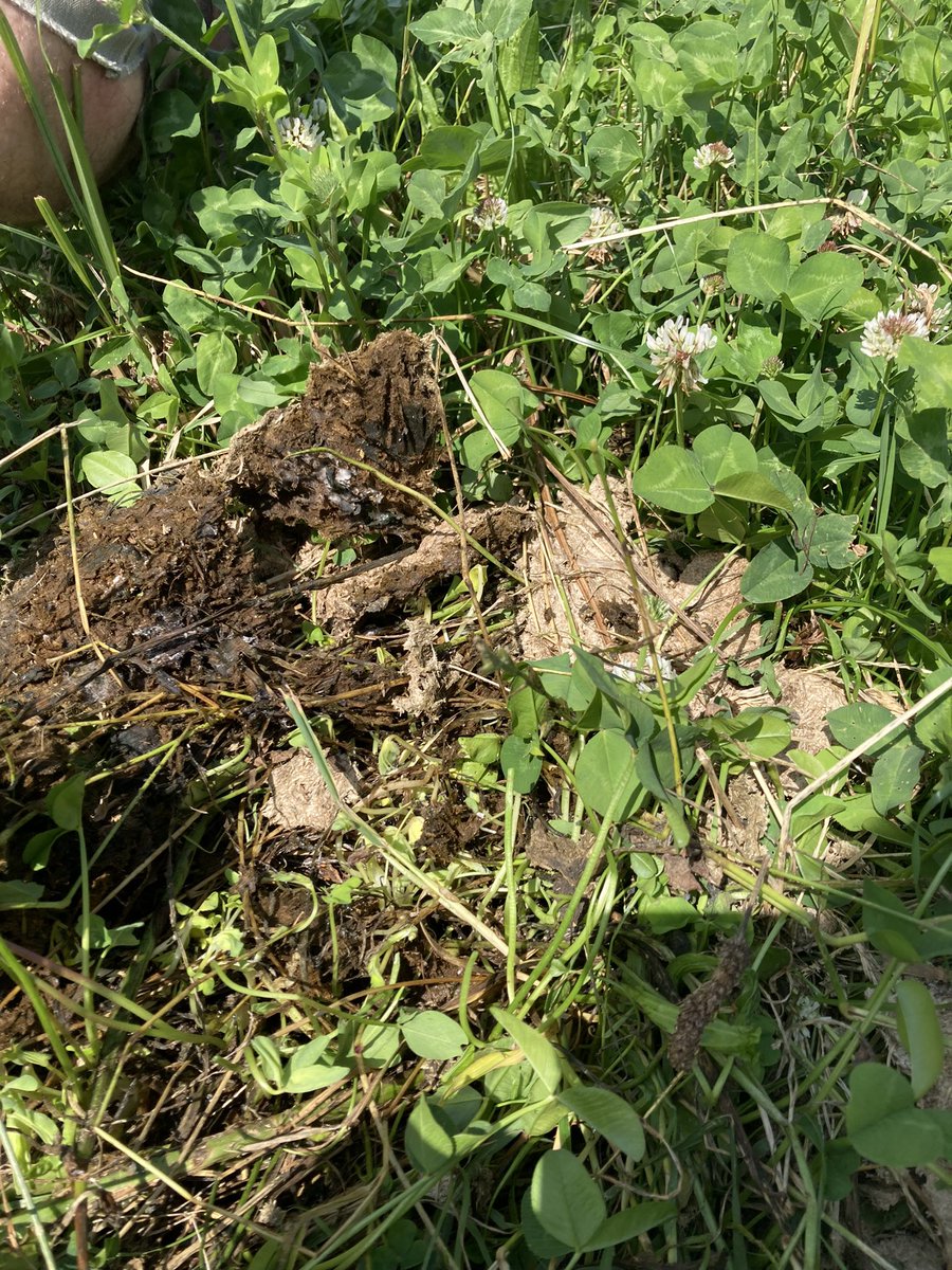 Helen Mathieu (@helenmathieu) on Twitter photo Dung pats in GS4, cattle grazed 10 days ago, a) look at the regrowth b) the dung was breaking down very quickly but c) the life beneath of the flora and fauna was amazing. And Iโm an old un! Dung pats in GS4, cattle grazed 10 days ago, a) look at the regrowth b) the dung was breaking down very quickly but c) the life beneath of the flora and fauna was amazing. And Iโm an old un!