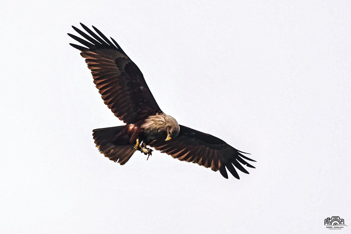 Brahmani kite

#photography #birdphotography #birdsphotography #predator #raptor #eagle #predatorbirds #canon #canonphotography #nature #naturephotography #wildlifephotography #colorphotography #natgeoyourshot #birdwatching #birds #birdlovers #brahminykite #photographychallenge