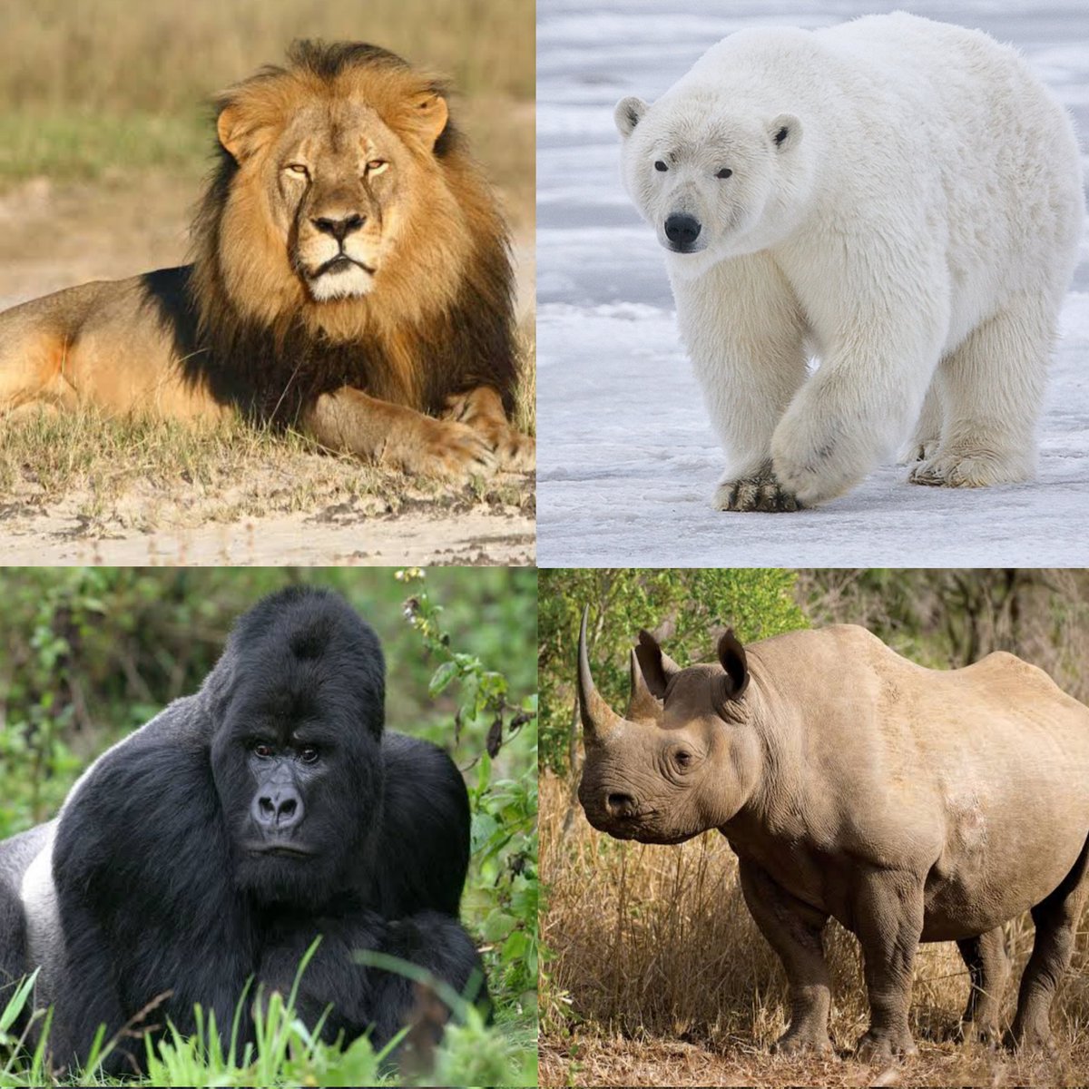 Rhino/Bear kills lion Bear/gorilla kills Rhino Final fight gorilla and  bear, whoever has the least injury comes out alive, image size:1200x1200