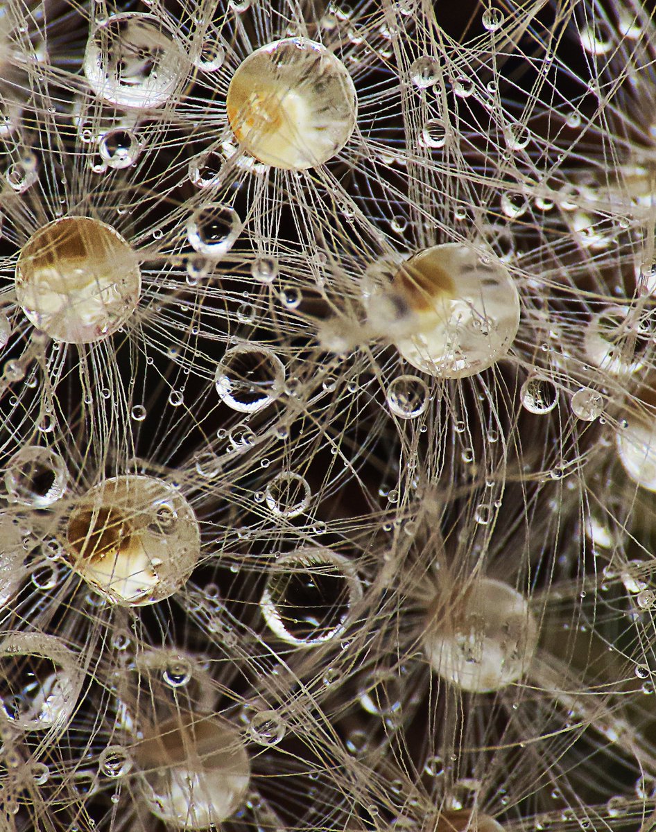 journey to the centre of the dandelion

@ChrisGPackham