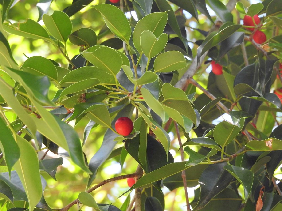 The Iru tree has red fruit like Irriyala, but this fruit is usually cooked in cakes in the fire! bit.ly/3qDDoex