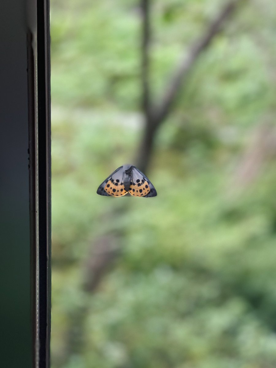 kim anh hoang tweet media