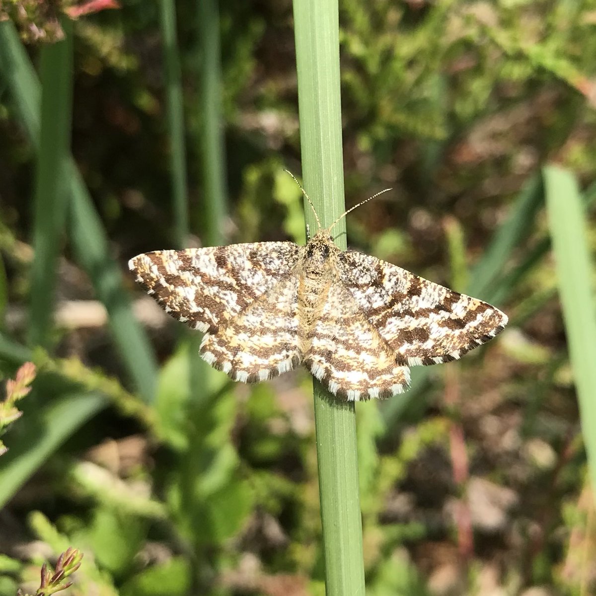 sthomp98's tweet photo. You know it’s been a good walk when the most common butterflies are Green Hairstreaks. Common Heaths and Tree Pipits about too at Dead Woman’s Ditch last week. https://t.co/2UWHwtiKuA