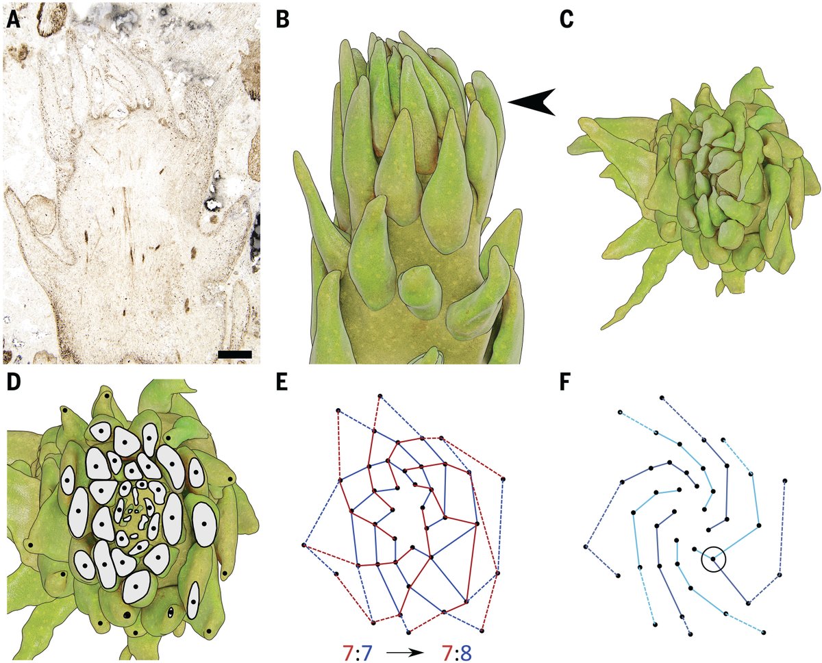 Plant Science Research Weekly June 23, 2023 plantae.org/plant-science-…. Golden age of lichen biology; Non-Fibonacci spirals in early Devonian plants; Phytoglobin saves stem cells from hypoxia;  (1/2)