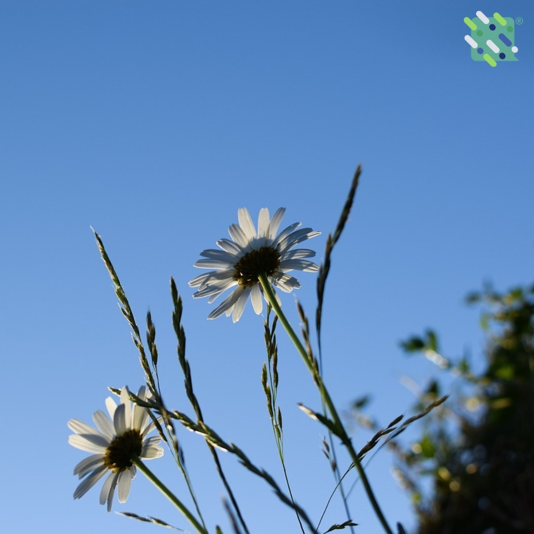 WalkTalkIntAB's tweet photo. Walking talking wishes you a lovely midsummer! #midsummer #walkingtalking #summerwalk https://t.co/ve83gkcIAJ