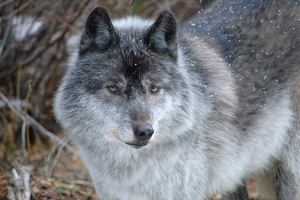 HourlyWolves presents: