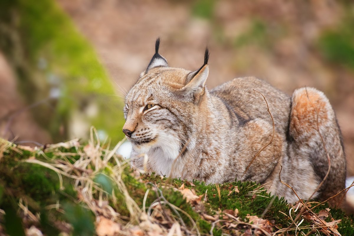 HourlyLynxes presents: