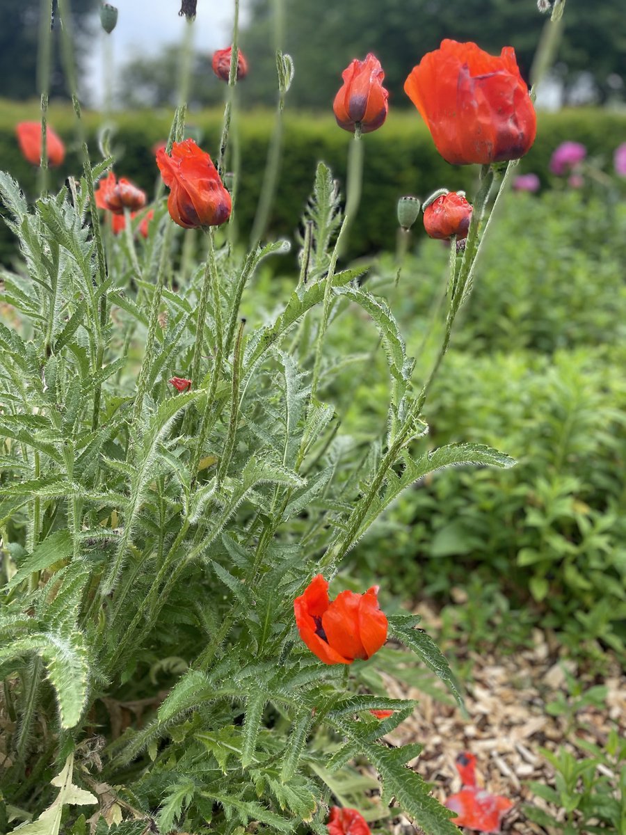 A “pop” of colour 😉 

#FortRoyalPark #FortRoyalThoughts #FridayVibes #FridayFeeling #Nature #NatureBeauty #NaturePhotograhpy #NatureLover #CityPark #CityViews #GreenSpace #LoveLocal #Worcester