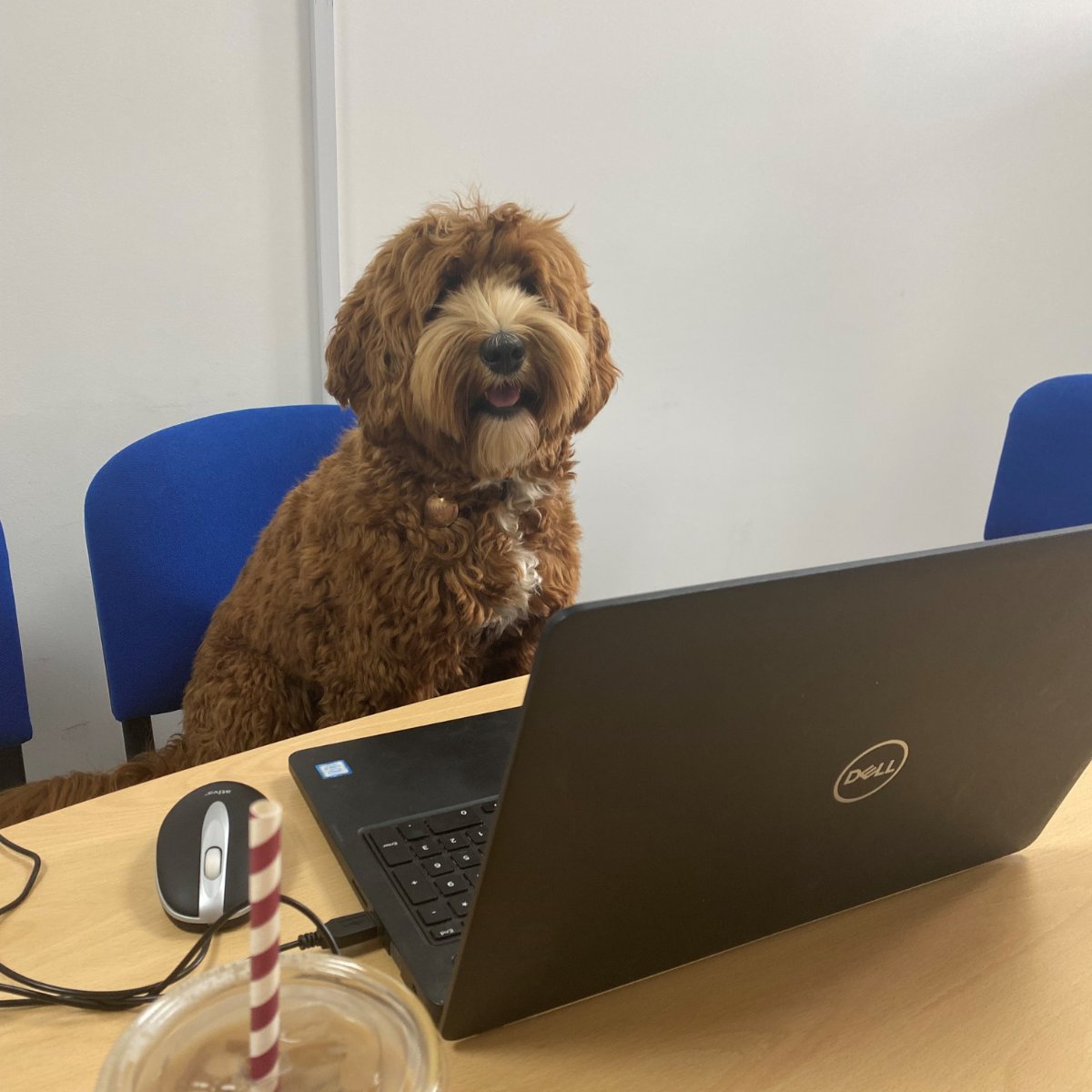 Our newest recruit! 🐶🥰
For Bring Your Dog to Work Day, Beth bought her gorgeous dog Indie into the Agility offices. We think she’s settled in very well and will bring lots to the team (including many kisses and cuddles)!
#bringyourdogtowork #DogFriendlyWorkplace