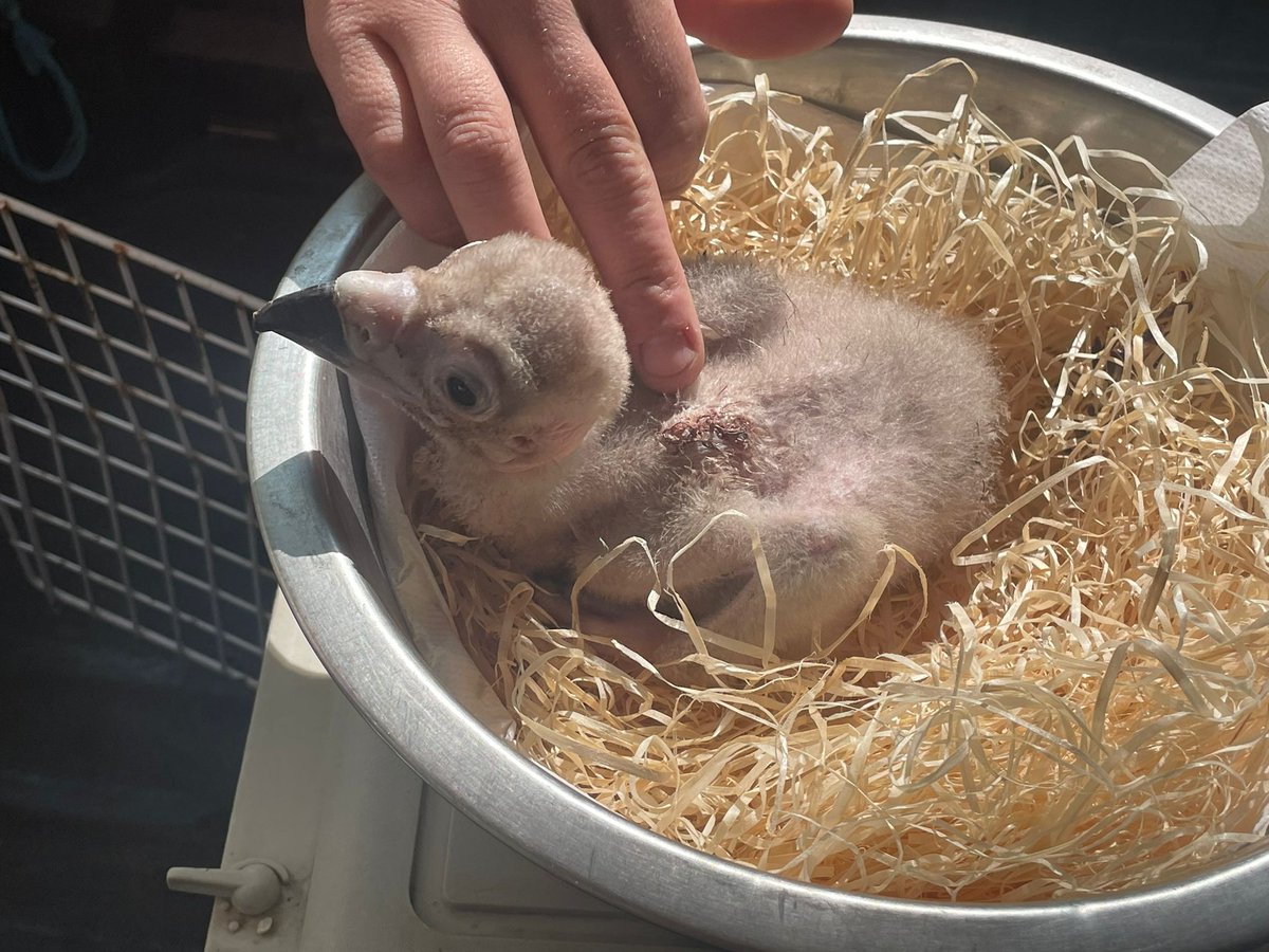 De monniksgieren van <a href="/burgerszoo/">Burgers' Zoo</a> zijn deze week druk in de weer als 'foster parents'. Nieuwsgierig hoe dat komt? burgerszoo.nl/nieuws/2023/06…