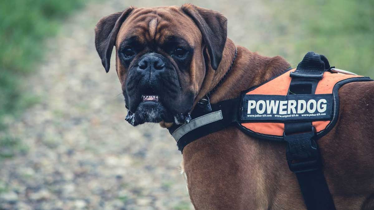 🐾 Looking to safeguard your home with the perfect guard dog? 🏠🚨 Discover the key traits to consider when selecting a loyal protector. #TheBestPetDogs #DogsOfInsta #DogsOfTwitter #GuardDog #HomeSafety
thebestpetdogs.blogspot.com/2023/06/select…