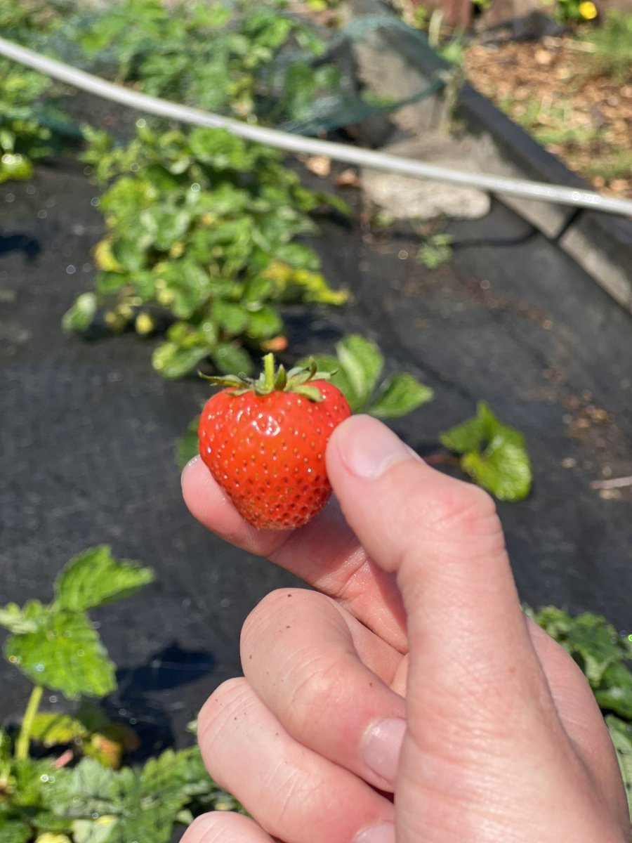 Some lovely strawberries ready for picking at our FCMHT allotment, lots of hard work and effort from the group to get to this stage ! <a href="/MoiraForensicOT/">Moira Paterson</a> <a href="/cheryl_mcmorris/">Cheryl McMorris</a>