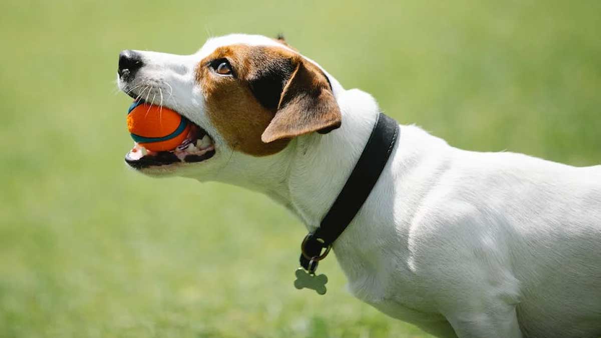 🦷 Keep those pearly whites shining! 🐶✨ Discover essential tips for maintaining your dog's dental health. Healthy mouths = happy dogs! 🐾❤️ #DogDentalCare #HappySmile #TheBestPetDogs #BestDogs #DogsOfInsta #DogsOfTwitter
thebestpetdogs.blogspot.com/2023/06/how-to…