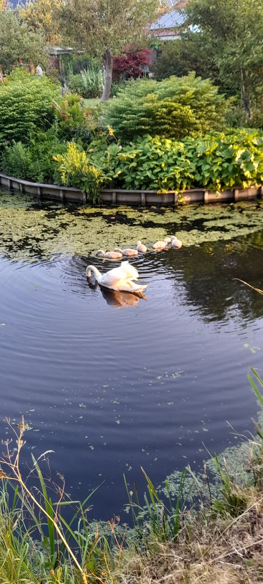 In de sloot om ons huis is elk jaar het zwanenpaar actief, zo lieve ouders zijn zwanen.....