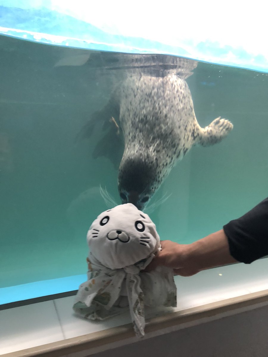 hechiriq's tweet photo. アザラシさんがゴマちゃんに🦭反応してくれて感激🤩🤩🤩
旅の一番の思い出でになりました♡
#ゴマちゃん　#少年アシベ　#サンピアザ水族館　#北海道 https://t.co/7hJ7rcmlWE
