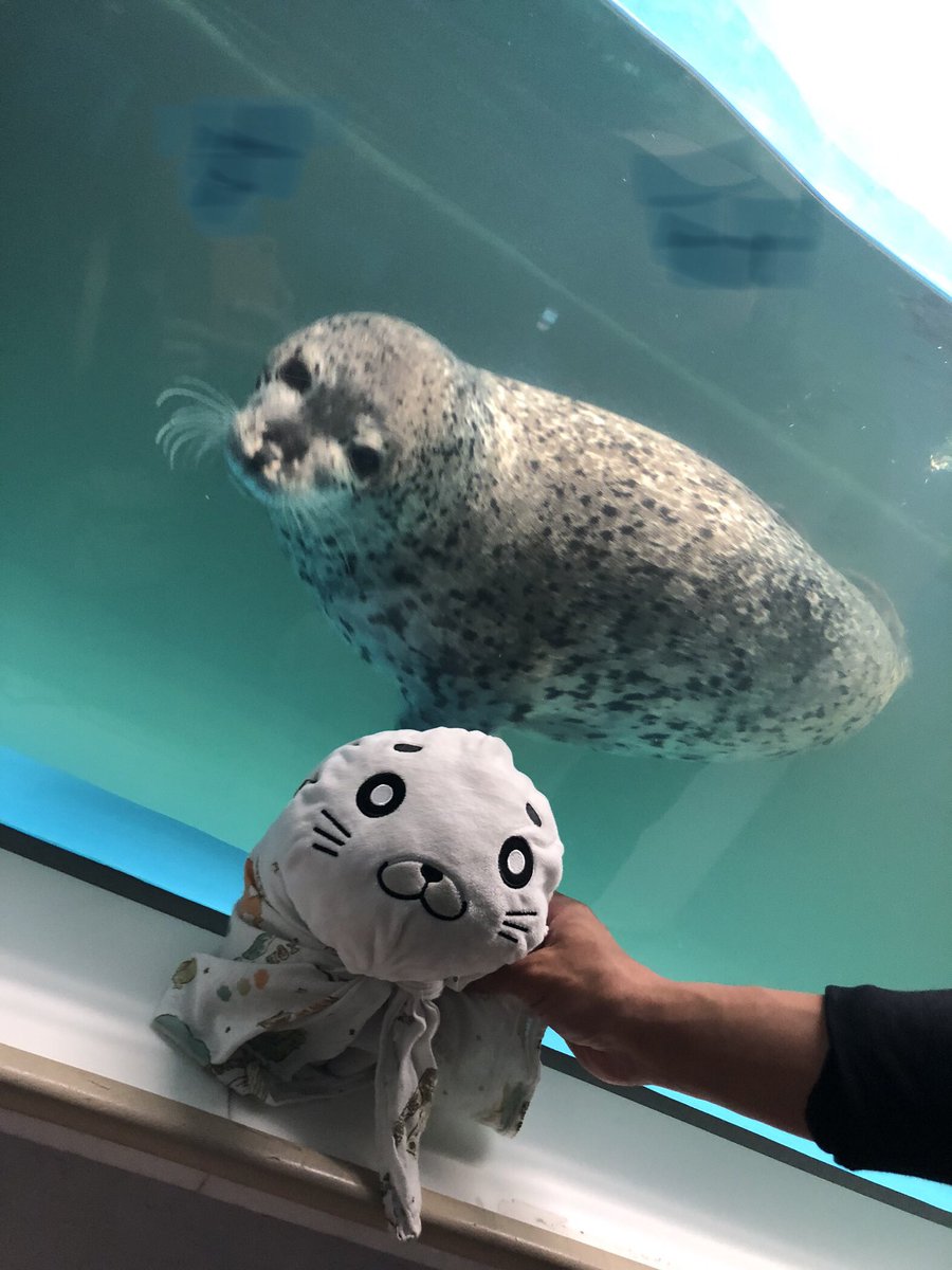 hechiriq's tweet photo. アザラシさんがゴマちゃんに🦭反応してくれて感激🤩🤩🤩
旅の一番の思い出でになりました♡
#ゴマちゃん　#少年アシベ　#サンピアザ水族館　#北海道 https://t.co/7hJ7rcmlWE
