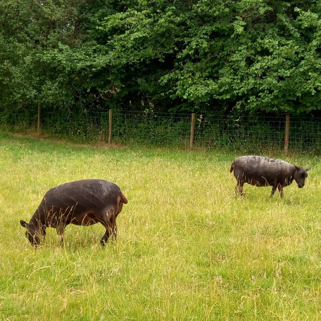 Chunky monkey Lucinda with her mum Coral. We can see where you get your figure from Lucinda!!!

#animalsanctuary #sheep365 #family #nonprofit #Amazonwishlist #animallovers #summer #foreverhome