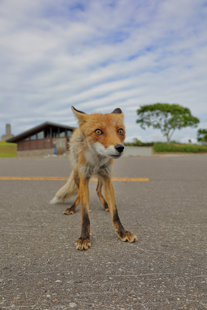 photography_hnn's tweet photo. very cute

#arcticfox #foxdrawing #vulpesvulpes #foxes #foxesofig #whitefox #fennec #foxlife #foxkit #foxvideo #vulpespuppy
#snowfox #foxesandcub #juniperfoxx #foxlovers #kitfox #domesticatedfox #polarfox #ilovefoxes #kitfoxes #clevyrthystle #foxdaily
#狐 https://t.co/cLtG2UiWpt