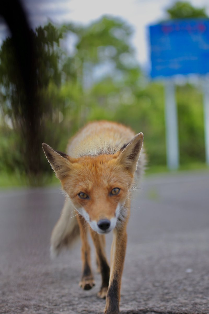 photography_hnn's tweet photo. very cute

#arcticfox #foxdrawing #vulpesvulpes #foxes #foxesofig #whitefox #fennec #foxlife #foxkit #foxvideo #vulpespuppy
#snowfox #foxesandcub #juniperfoxx #foxlovers #kitfox #domesticatedfox #polarfox #ilovefoxes #kitfoxes #clevyrthystle #foxdaily
#狐 https://t.co/cLtG2UiWpt
