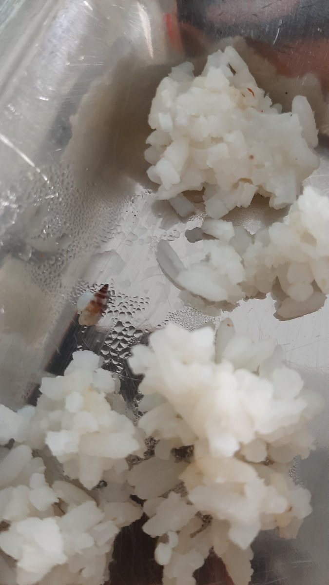 _snerus_'s tweet photo. @SonakshySaroj @PradeepJenaIAS @ushapadhee1996 @SDTE_Odisha @CMO_Odisha @PritiranjanBJD @MoSarkar5T @DmSambalpur @AnanyaDasIAS Attaching more pictures for reference.  This was the quality of food served. We need our refunds for the unhygienic and contaminated food they have served us. These people need to be punished for charging us extra amount. https://t.co/J2mytOlja1