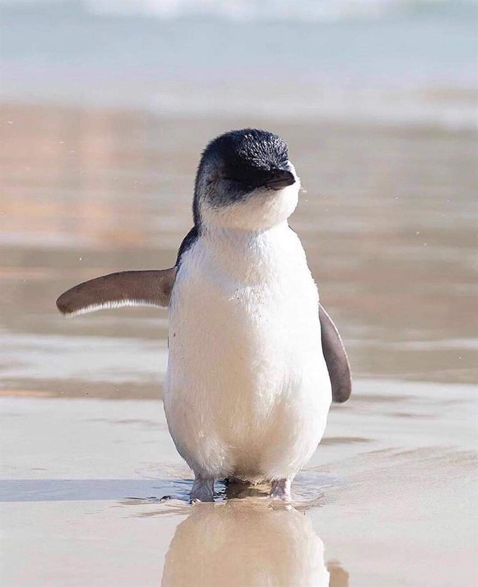 CarrefourES's tweet photo. el pingüino que quiero / el pingüino que realmente necesito 😭😭😭😭😭 https://t.co/oPRnfwD5qJ