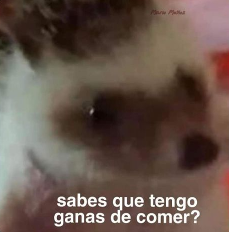 Nadie:
Yo: