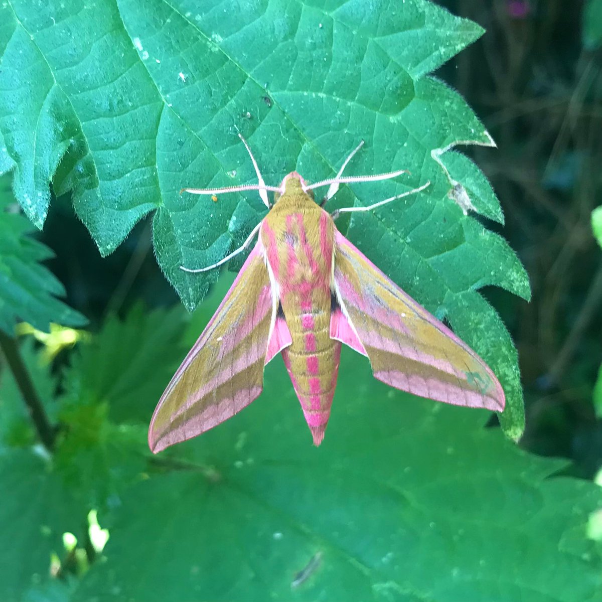sthomp98's tweet photo. Very excited to have finally caught my first Elephant Hawkmoth in the trap last night! Other showstoppers included a Lilac Beauty, Green Silver-lines and the hypnotic iridescence of a Burnished Brass 😍 https://t.co/jsjJ4MoMay