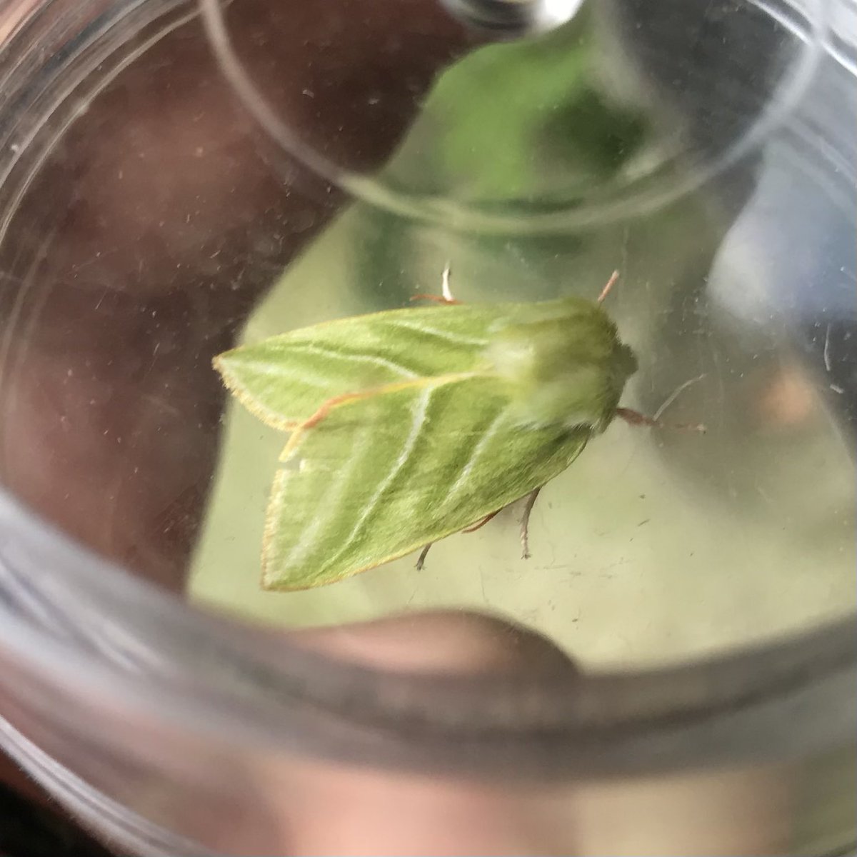 sthomp98's tweet photo. Very excited to have finally caught my first Elephant Hawkmoth in the trap last night! Other showstoppers included a Lilac Beauty, Green Silver-lines and the hypnotic iridescence of a Burnished Brass 😍 https://t.co/jsjJ4MoMay