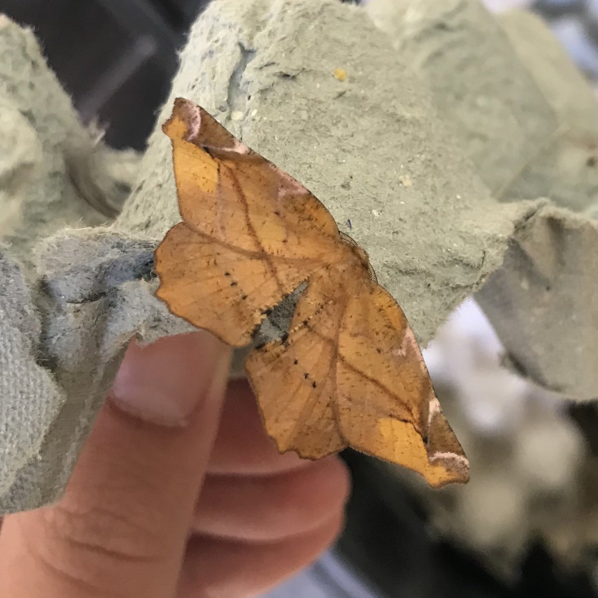 sthomp98's tweet photo. Very excited to have finally caught my first Elephant Hawkmoth in the trap last night! Other showstoppers included a Lilac Beauty, Green Silver-lines and the hypnotic iridescence of a Burnished Brass 😍 https://t.co/jsjJ4MoMay